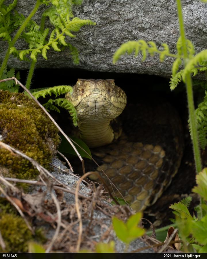 Timber Rattlesnake