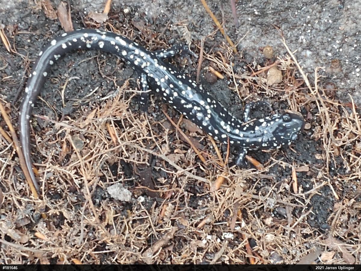 Northern Slimy Salamander