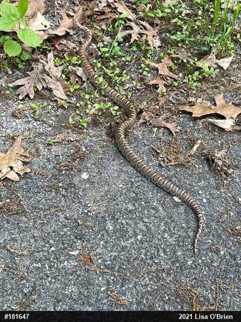 Eastern Milksnake