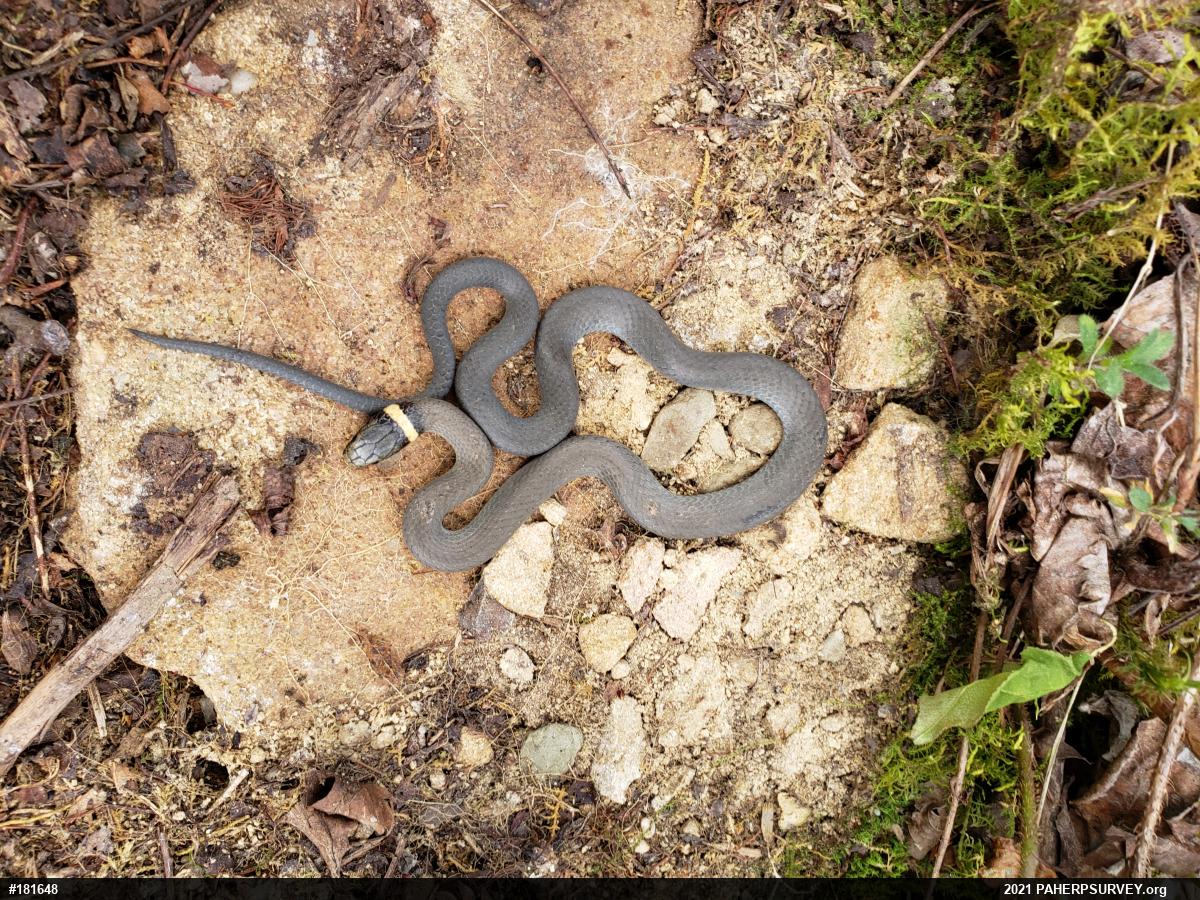 Northern Ring-necked Snake