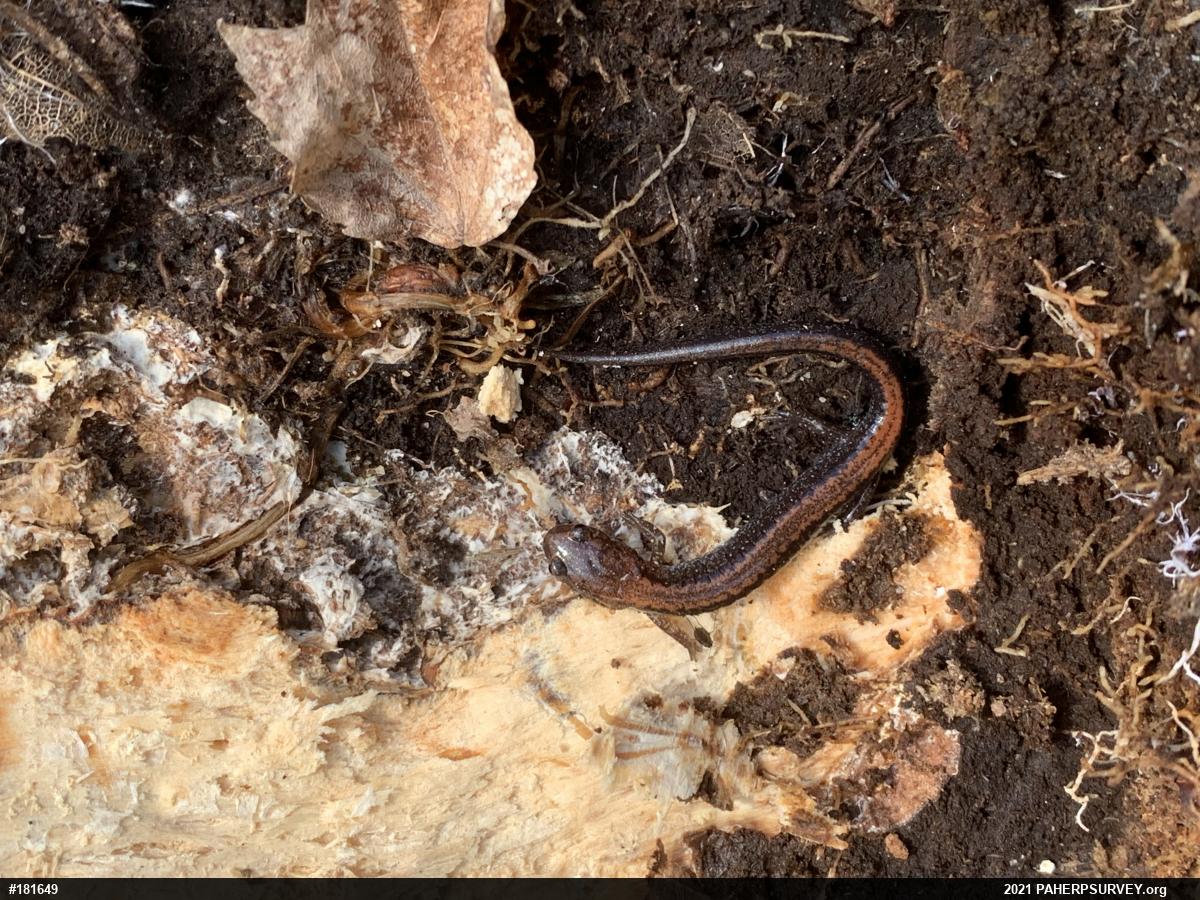 Eastern Red-backed  Salamander