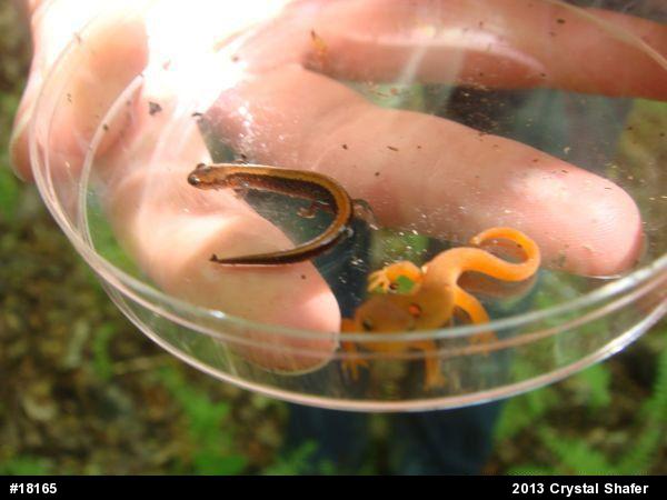 Eastern Red-backed  Salamander