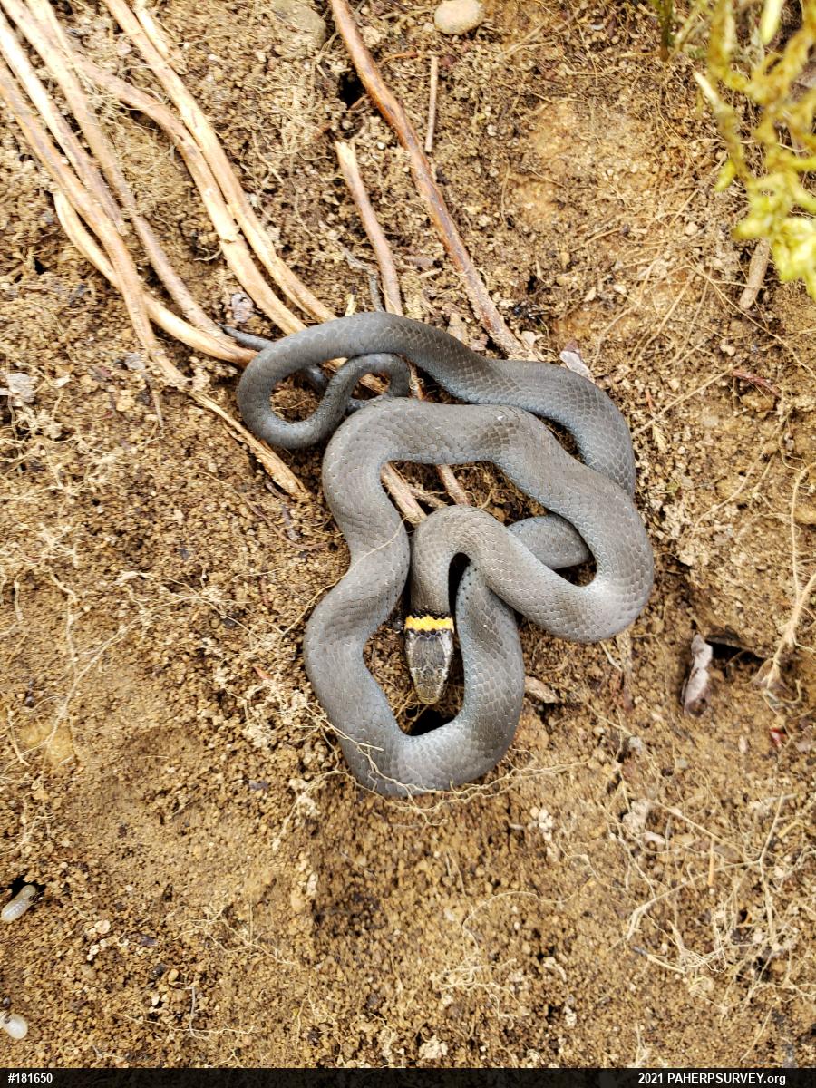 Northern Ring-necked Snake