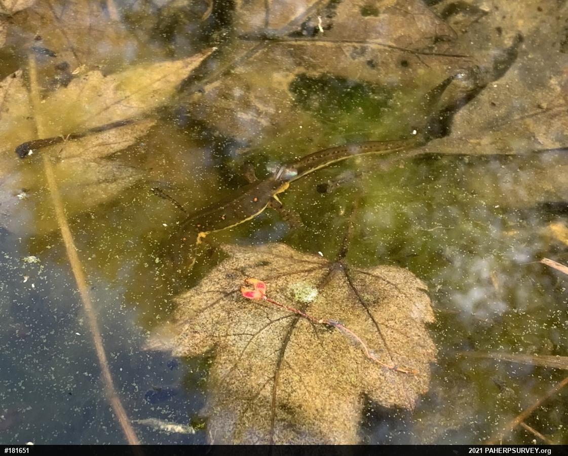 Red-spotted Newt