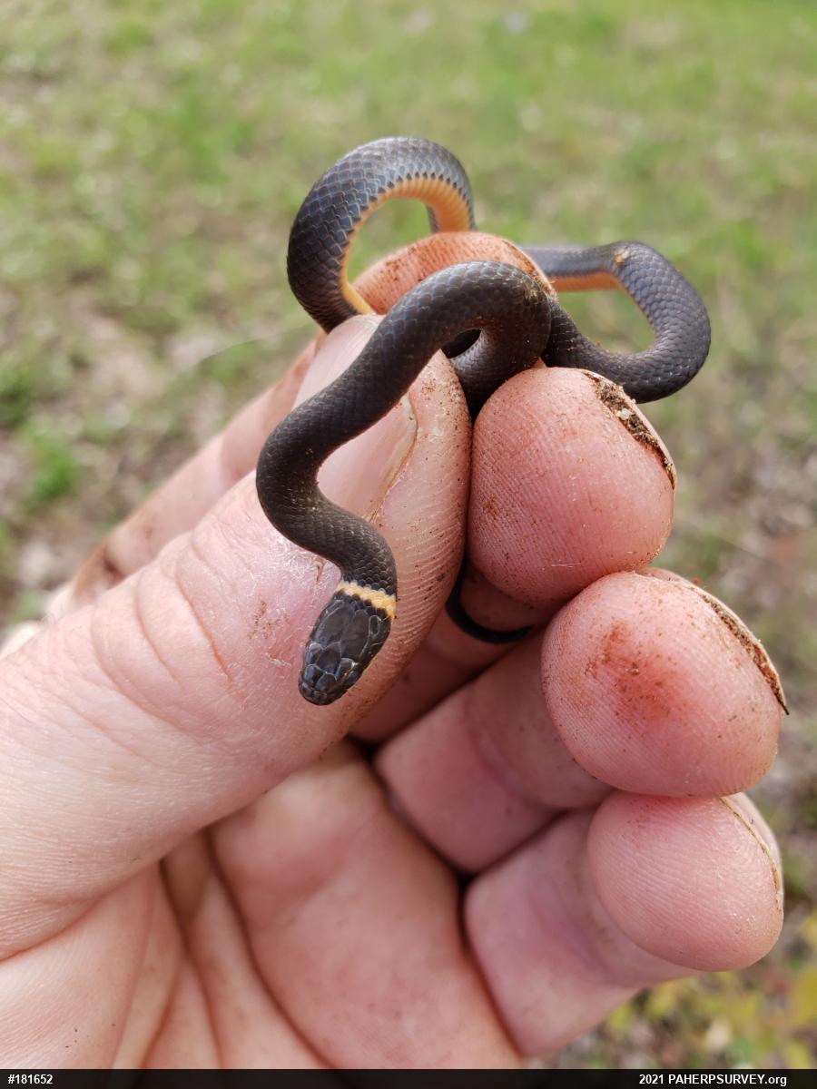 Northern Ring-necked Snake