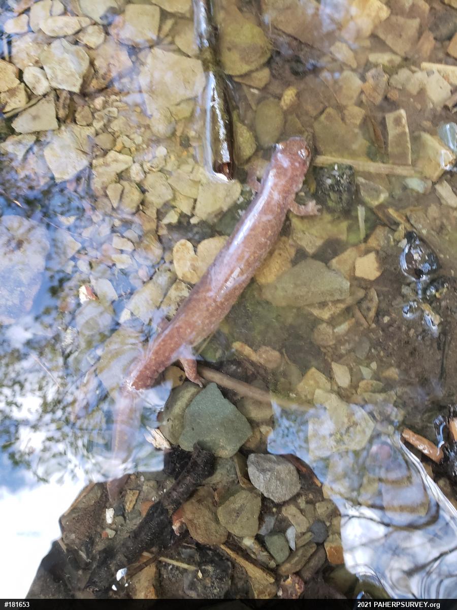 Northern Spring Salamander