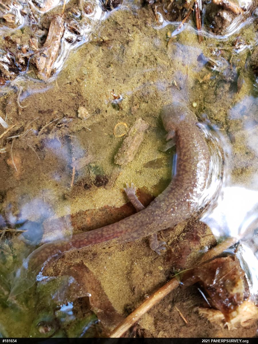 Northern Spring Salamander