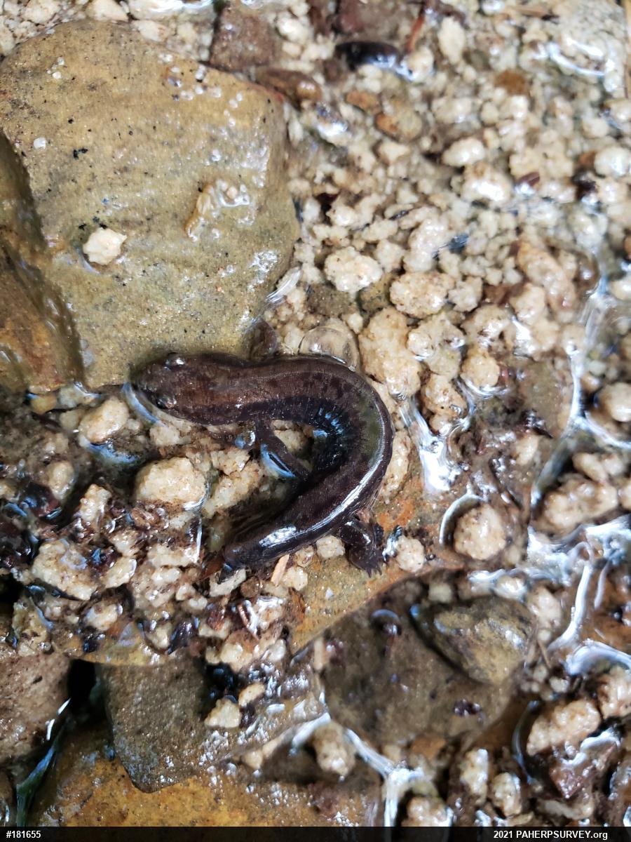 Allegheny Mountain Dusky Salamander