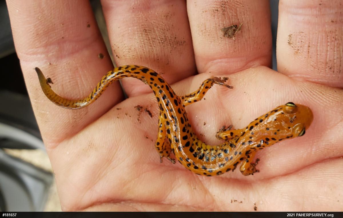 Eastern Long-tailed Salamander