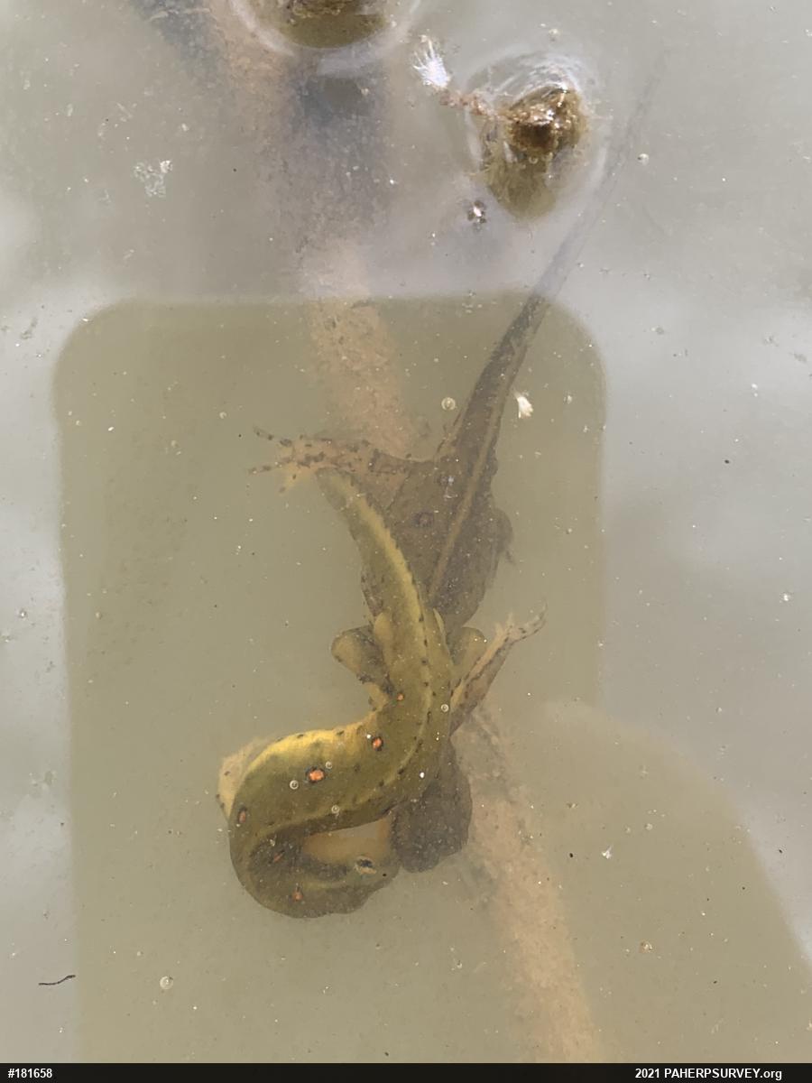 Red-spotted Newt