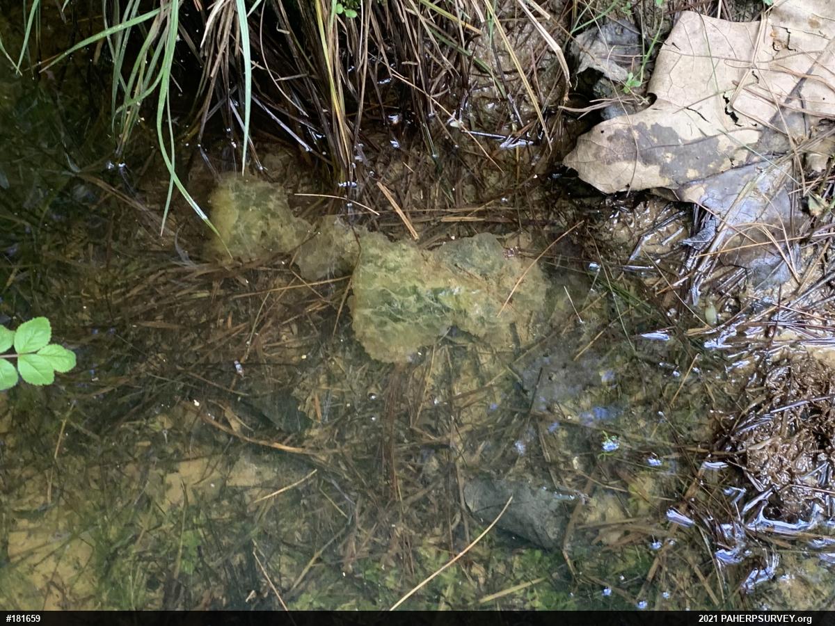 Spotted Salamander