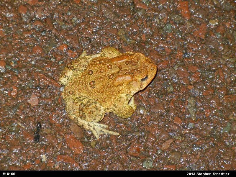 Eastern American Toad