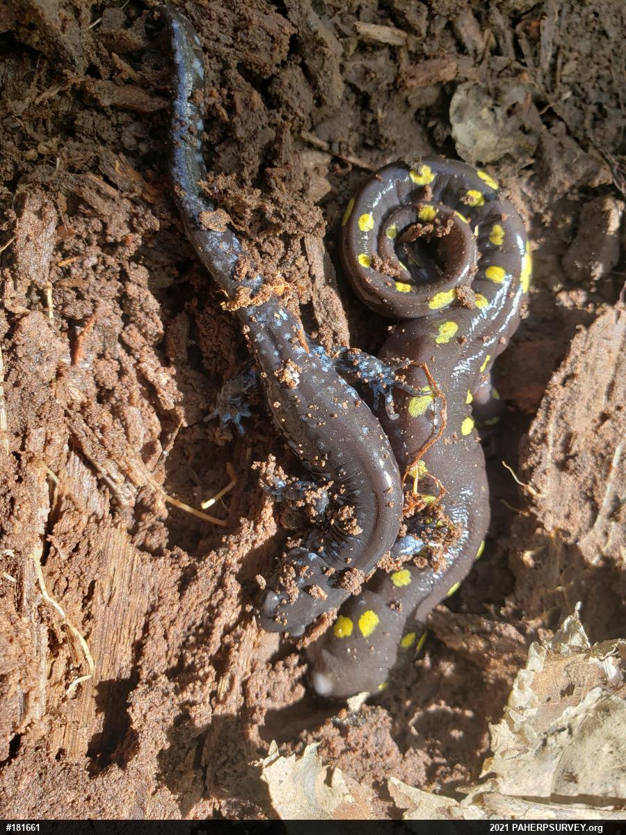 Spotted Salamander