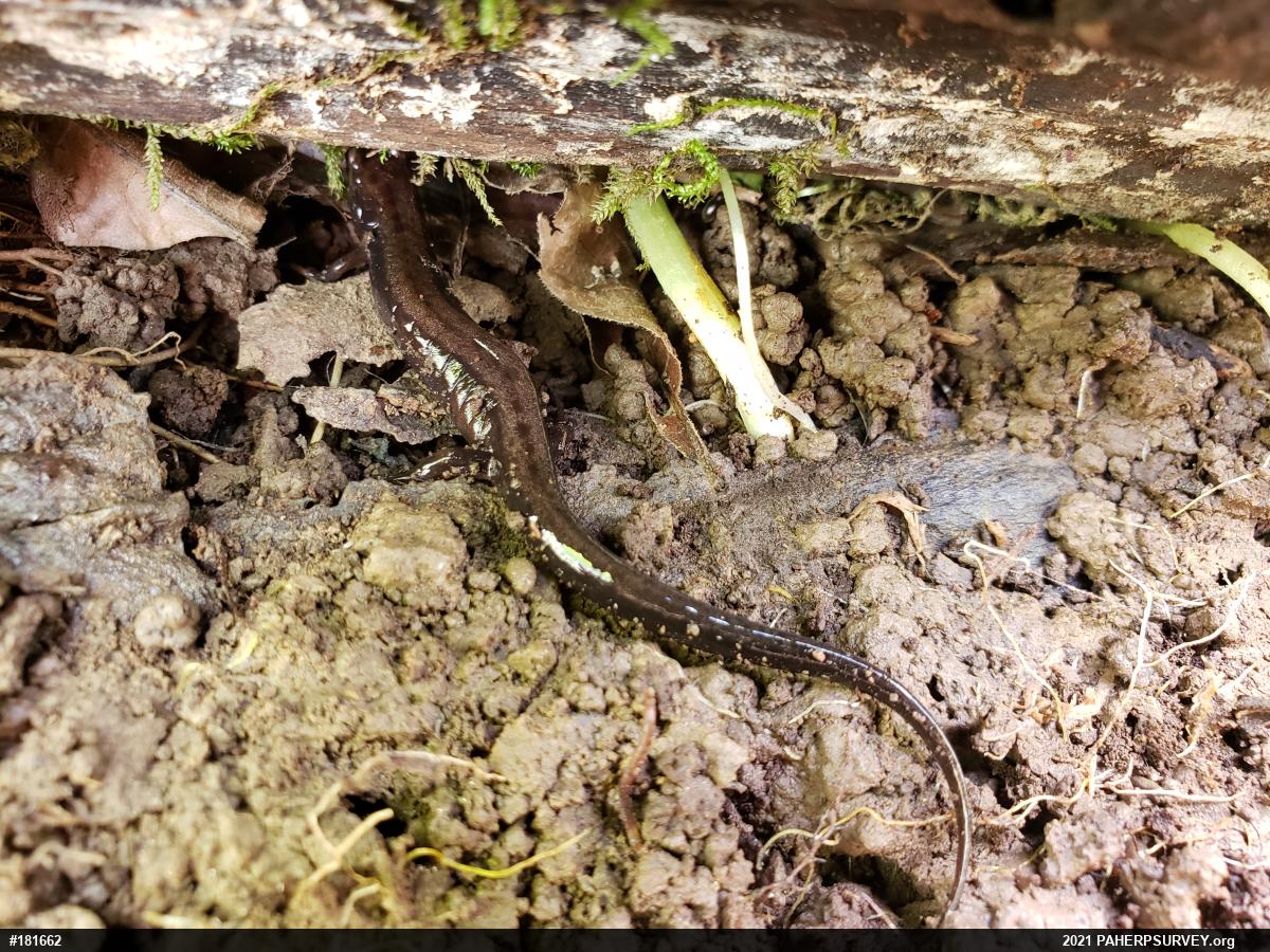 Allegheny Mountain Dusky Salamander