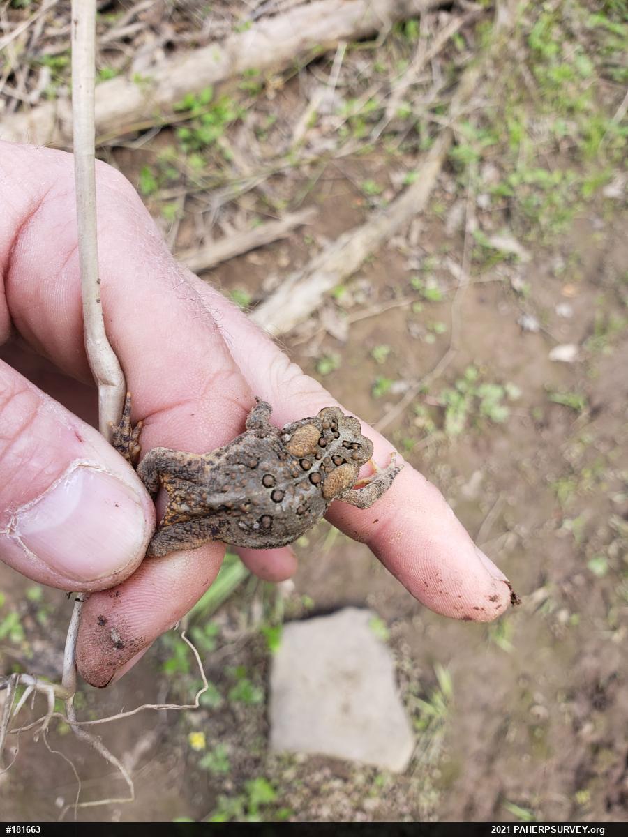 Eastern American Toad
