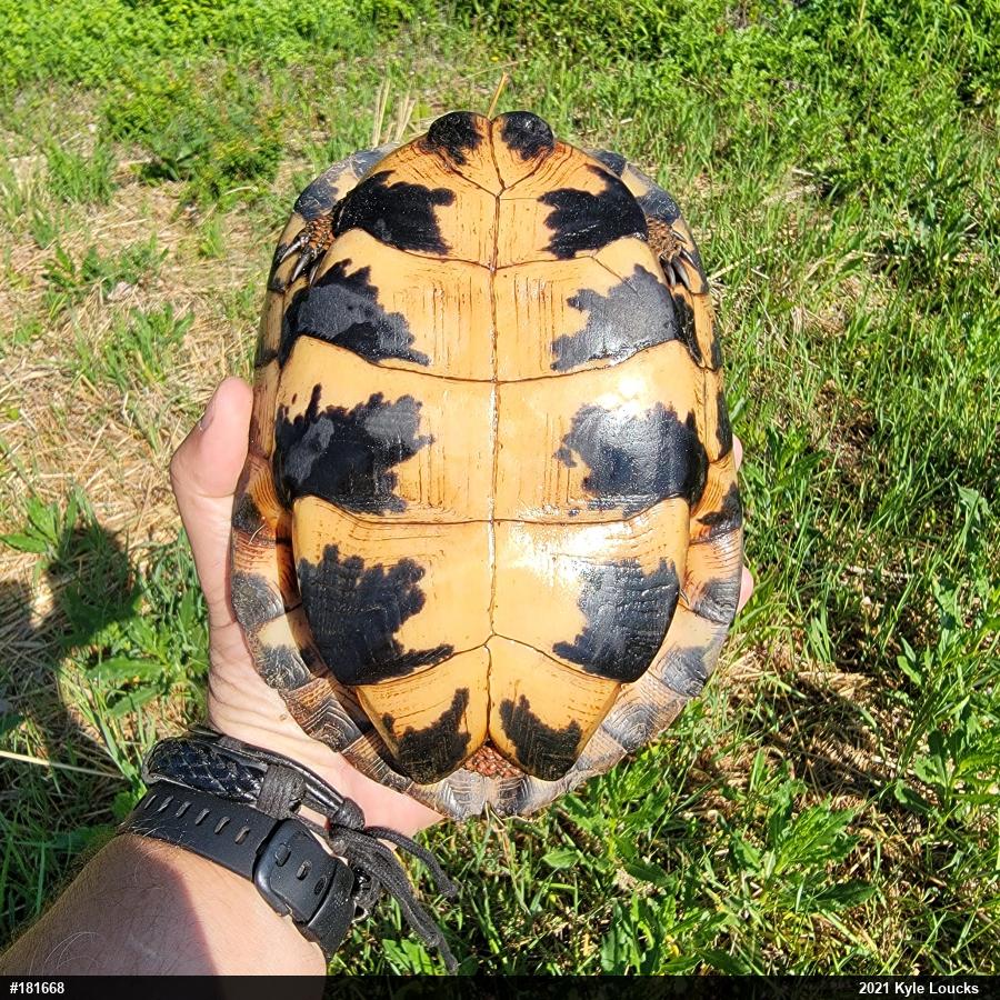 Wood Turtle