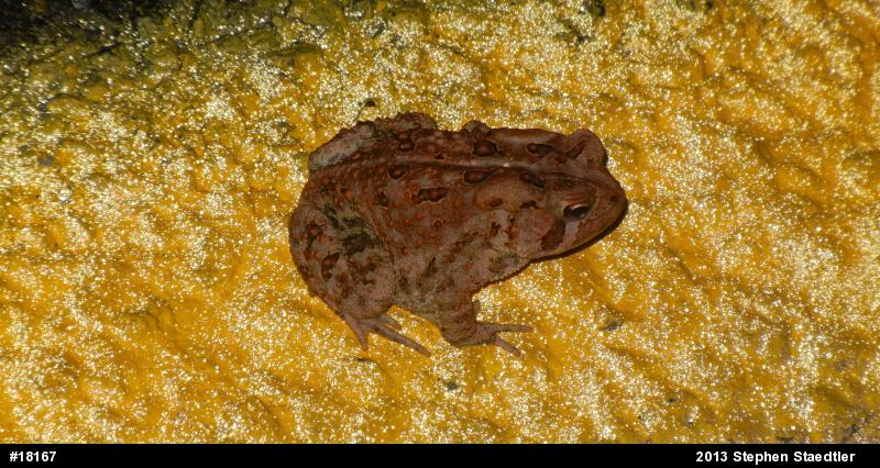Eastern American Toad