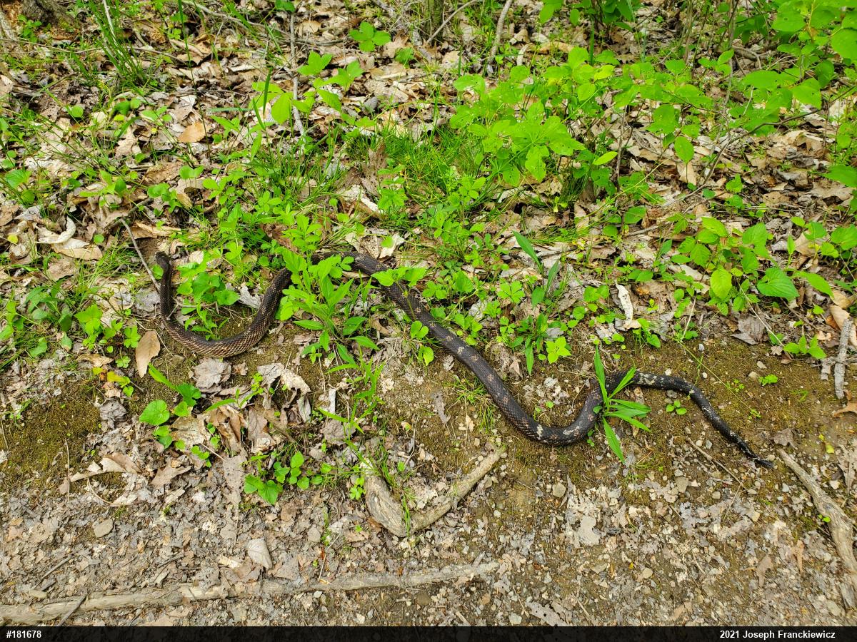 Eastern Ratsnake