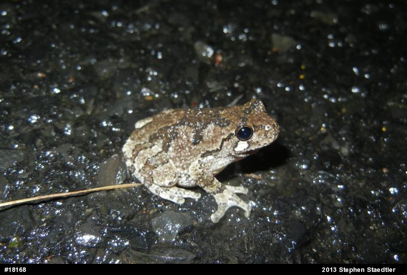 Gray Treefrog
