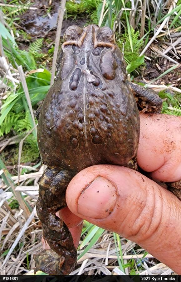 Eastern American Toad