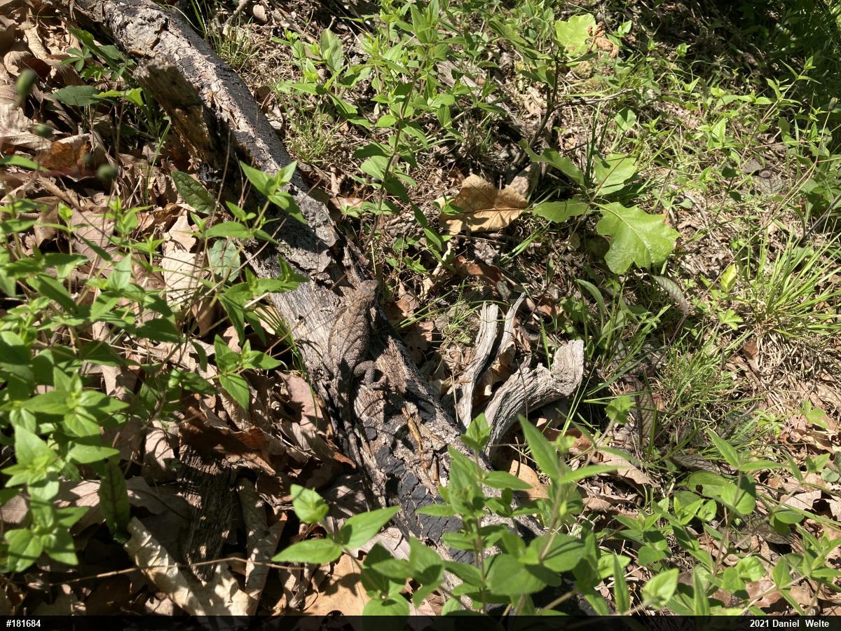 Eastern Fence Lizard