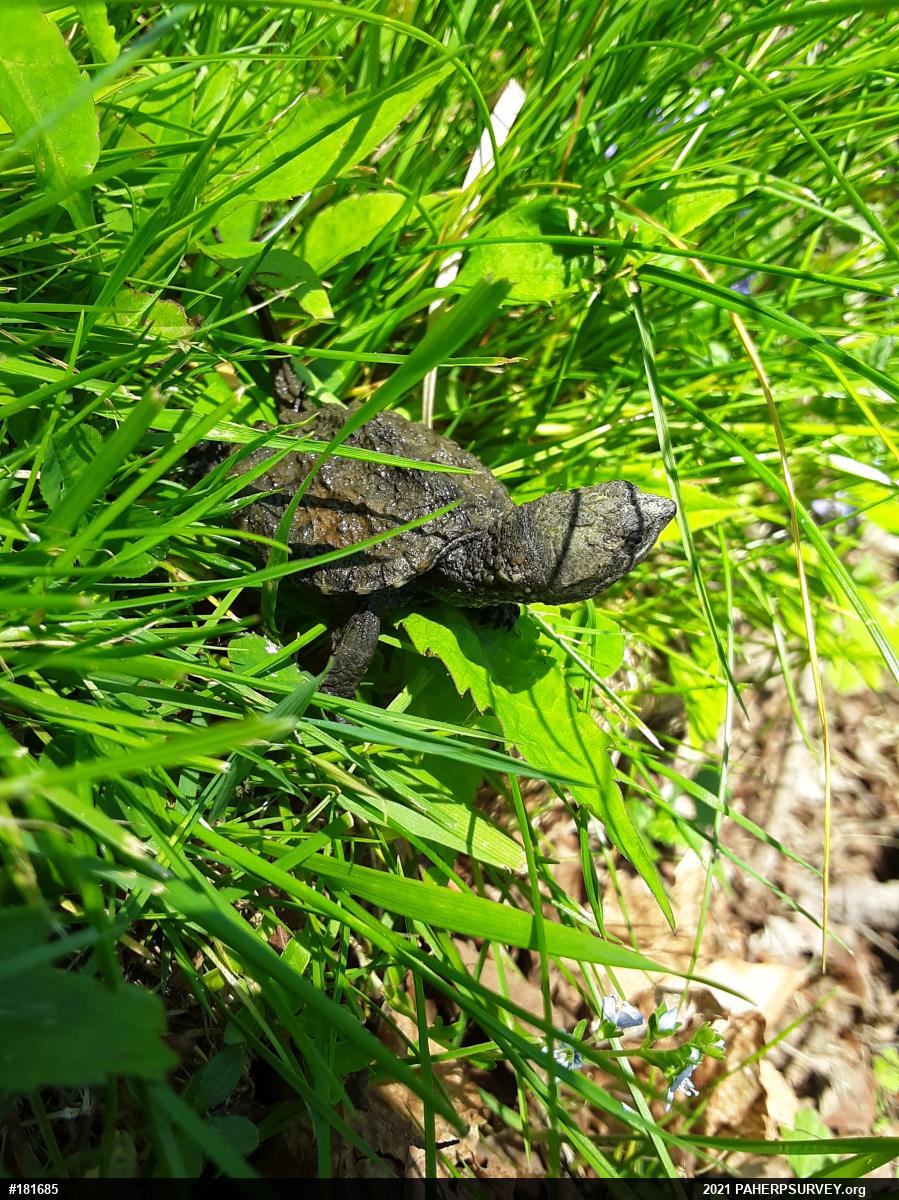 Snapping Turtle