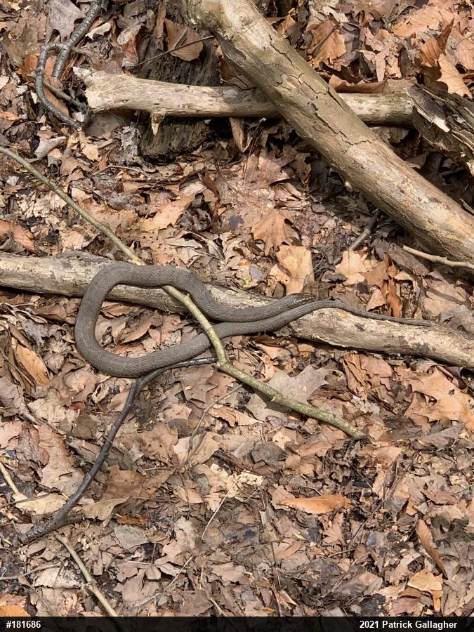 Northern Watersnake