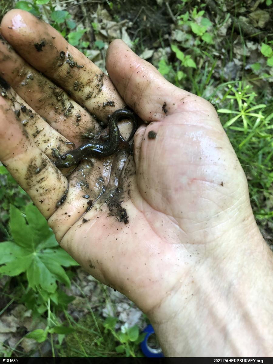 Northern Dusky Salamander