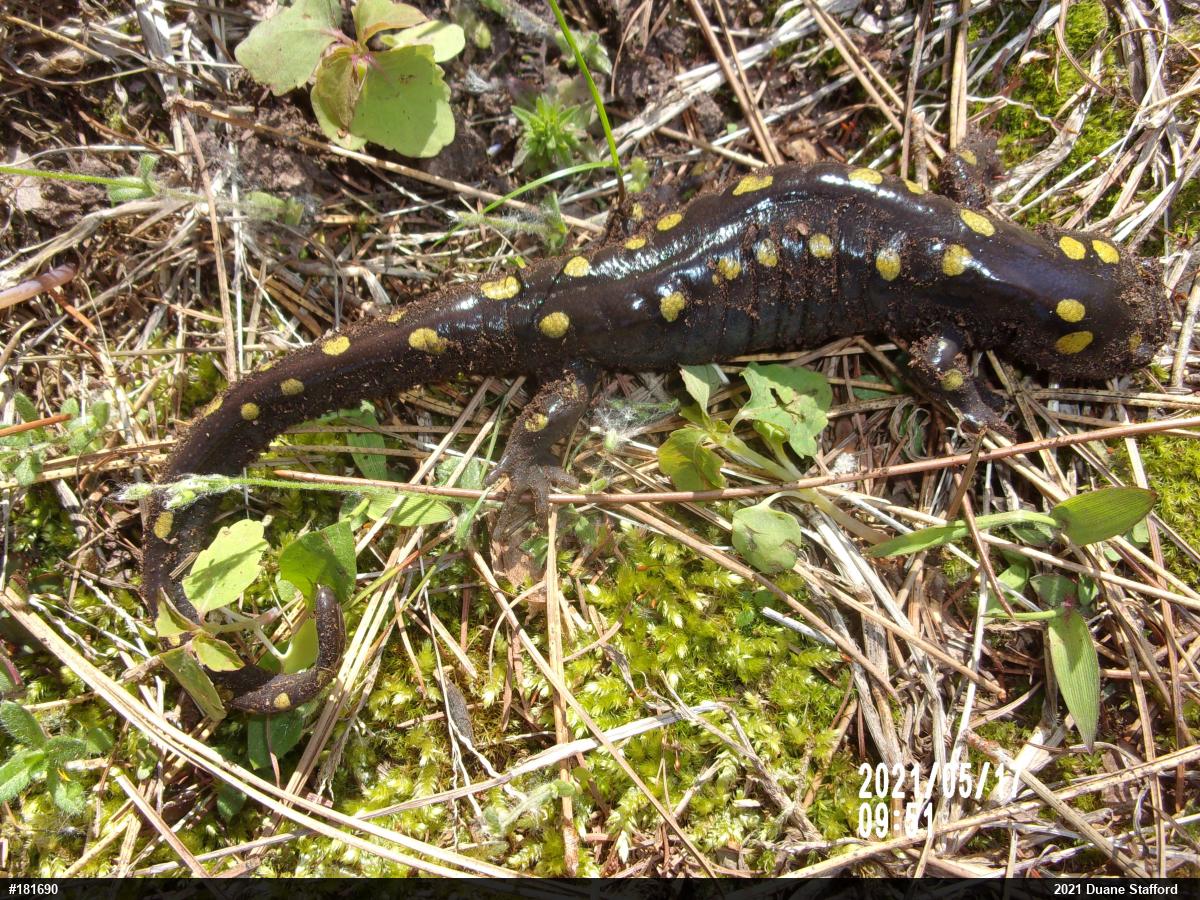 Spotted Salamander