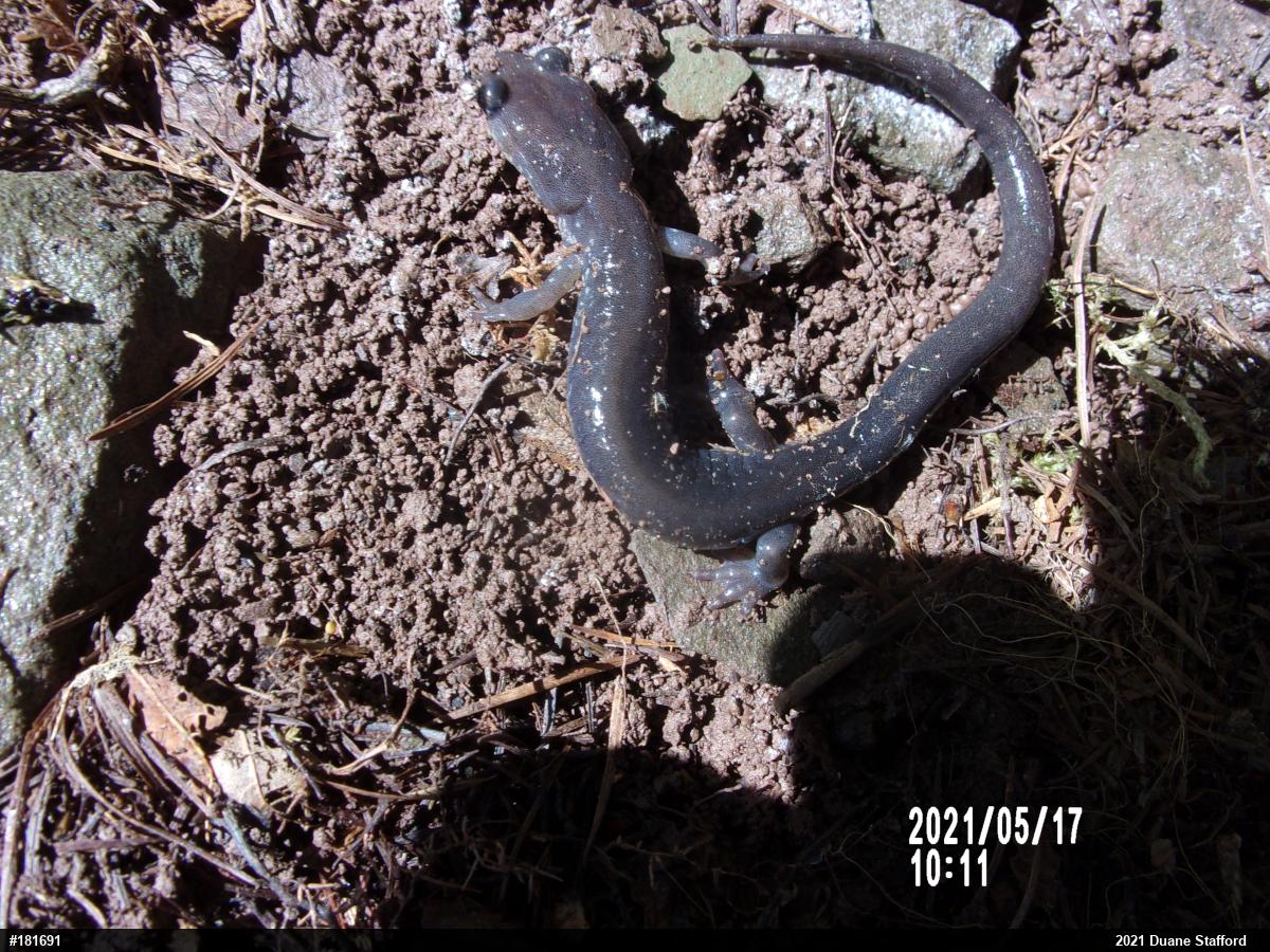 Wehrle's Salamander