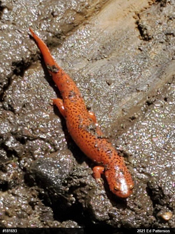 Northern Red Salamander