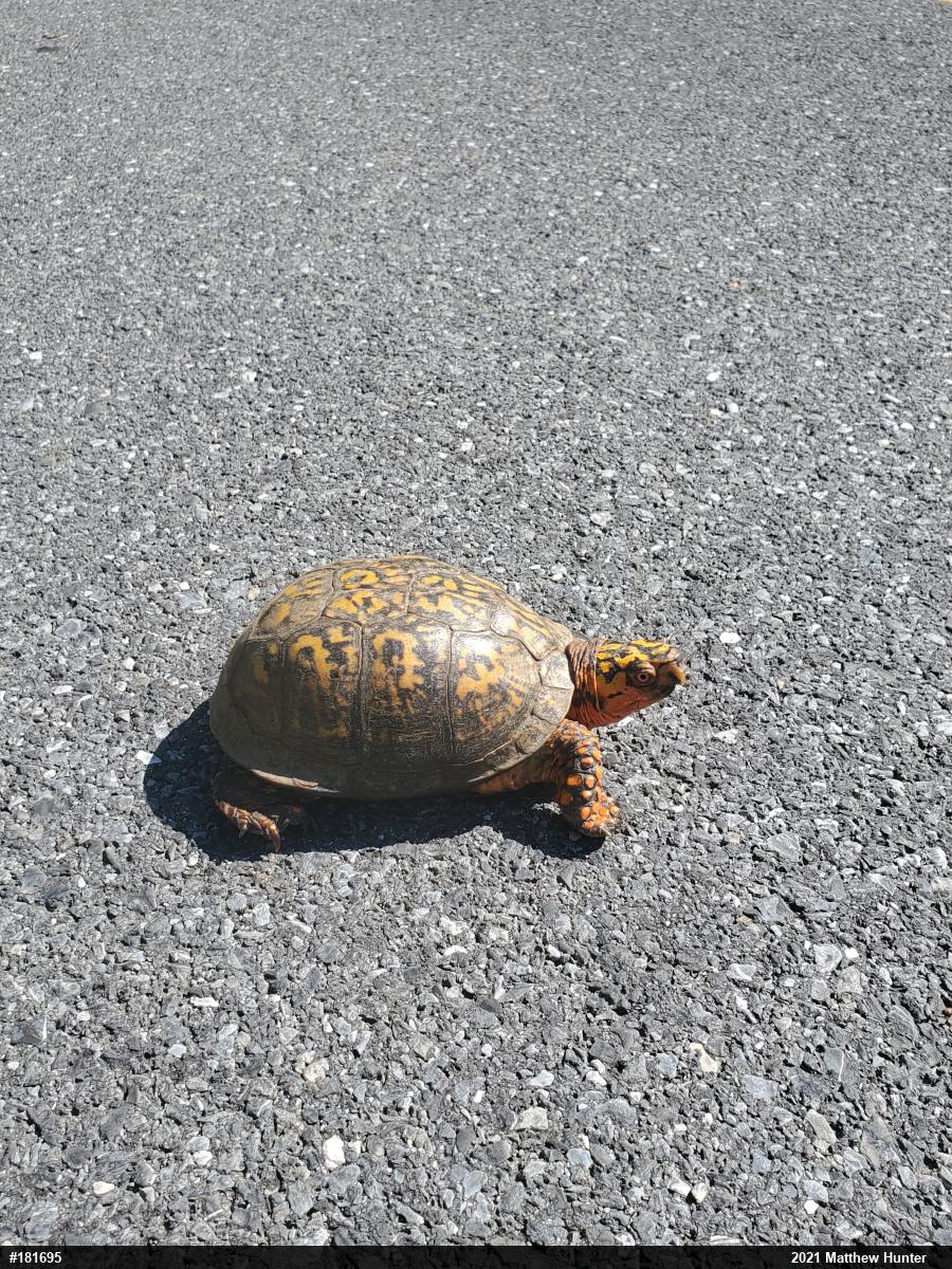 Eastern Box Turtle