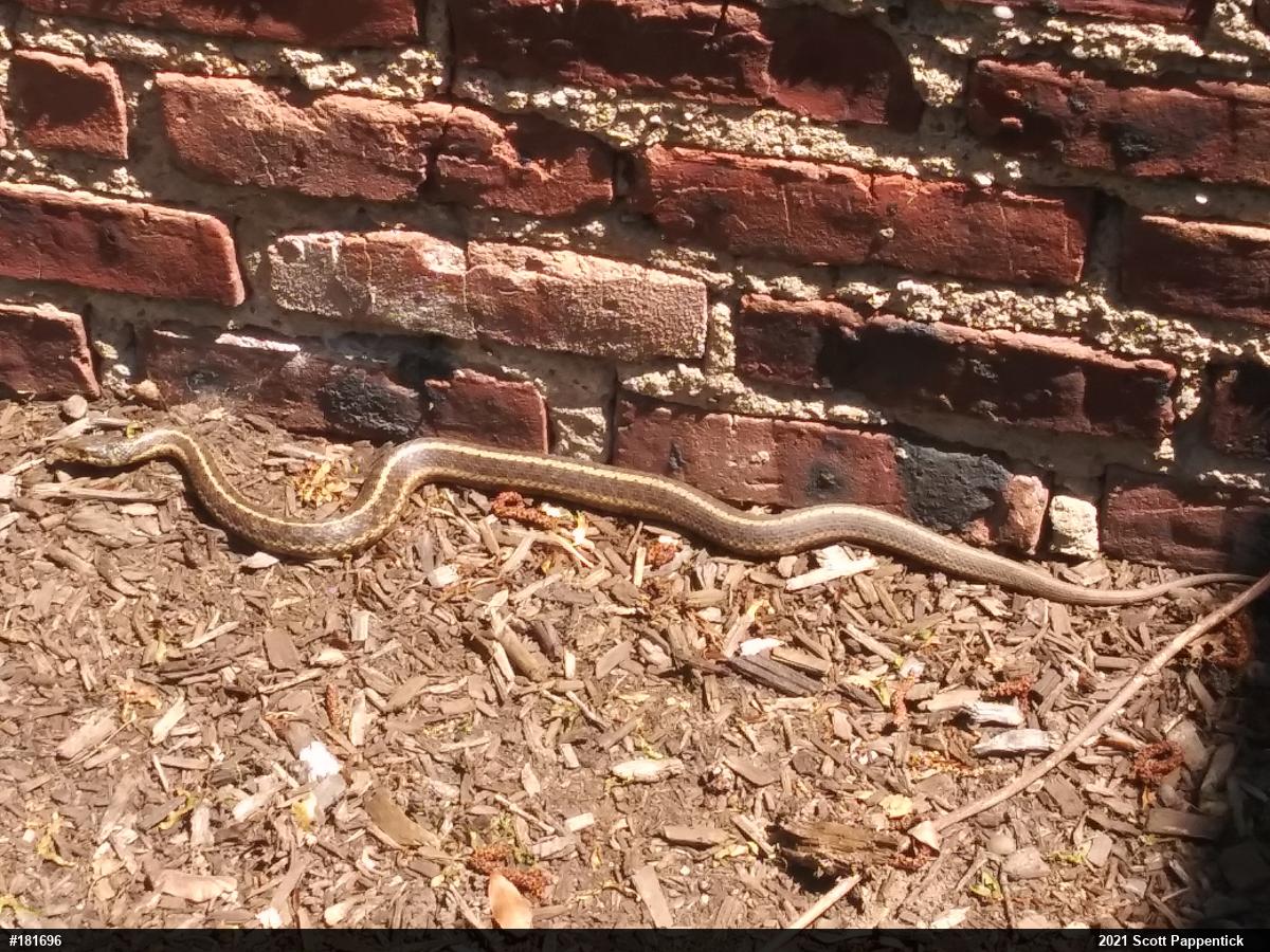 Eastern Gartersnake