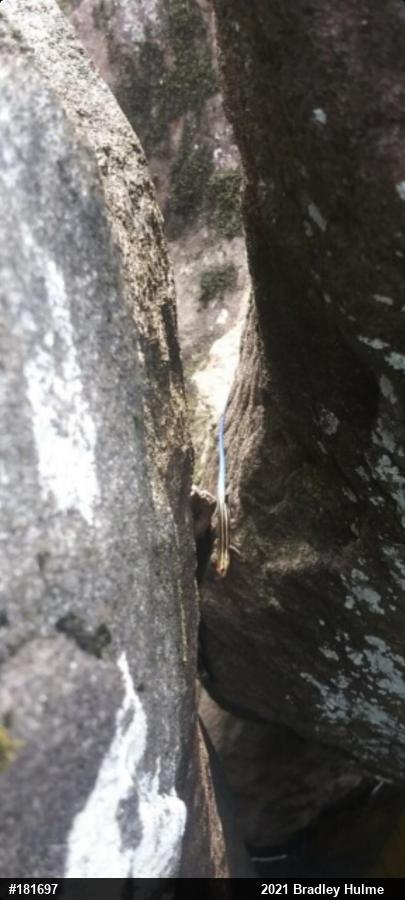 Common Five-lined Skink