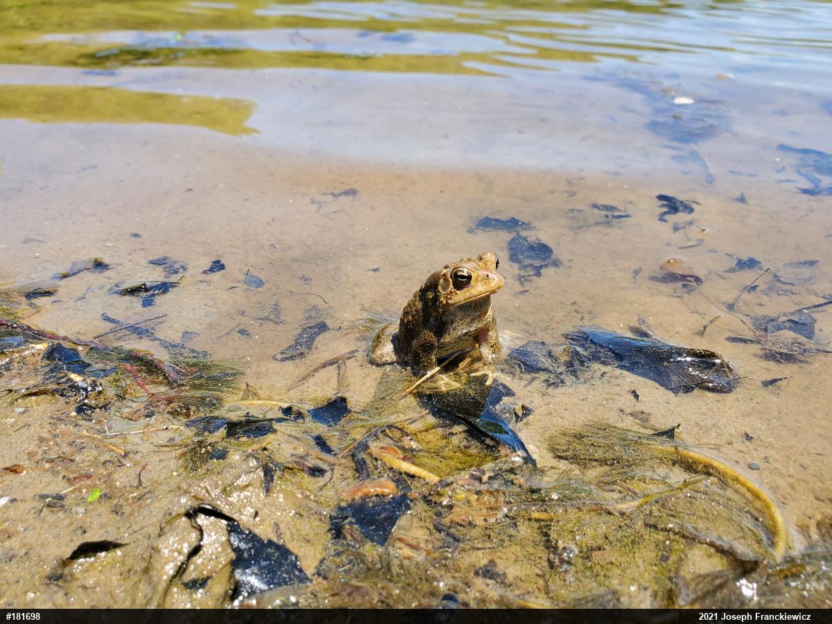 Eastern American Toad
