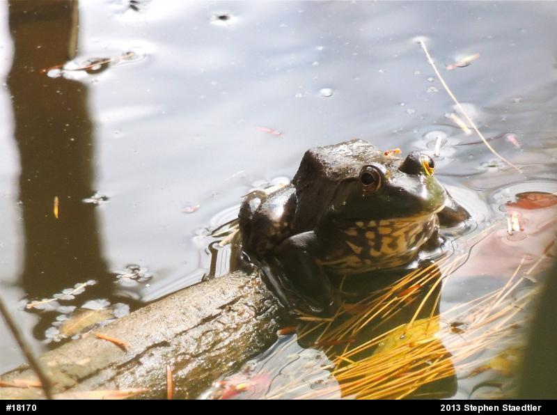 American Bullfrog