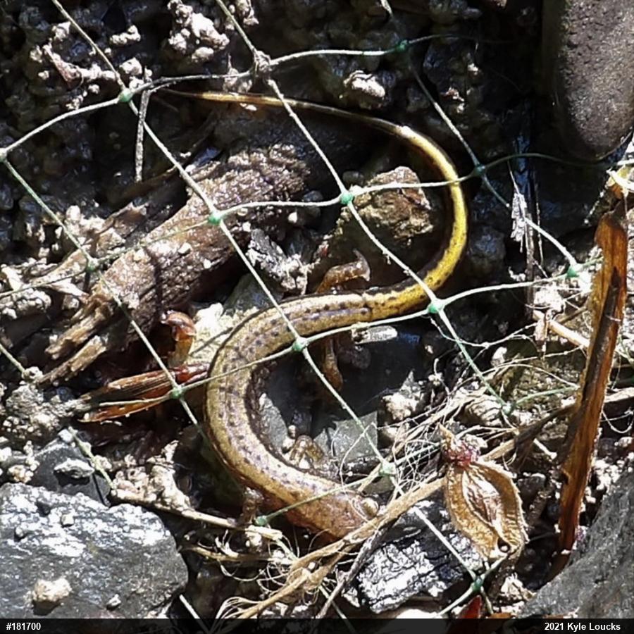 Northern Two-lined Salamander