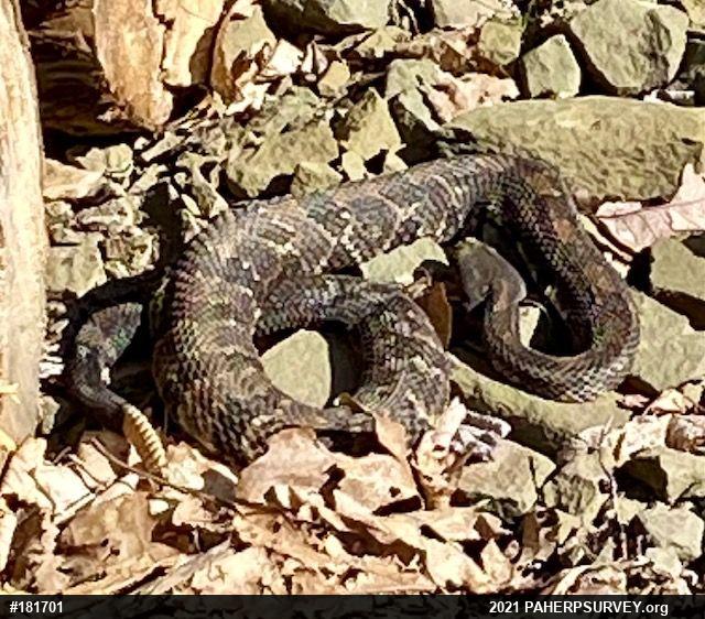 Timber Rattlesnake
