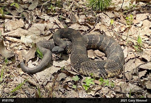 Timber Rattlesnake