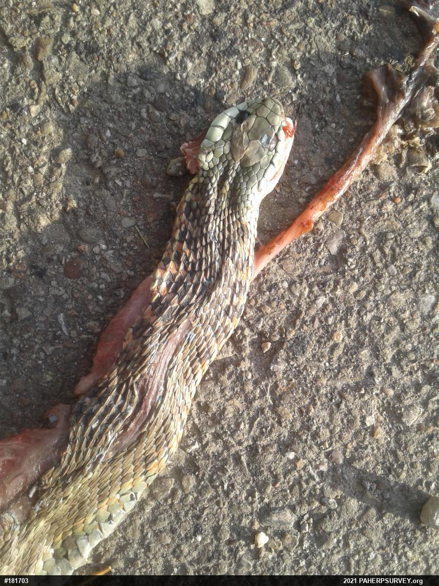 Eastern Gartersnake