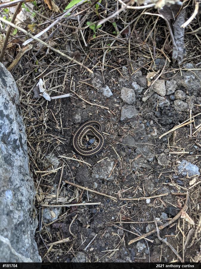 Eastern Gartersnake