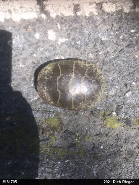 Eastern Painted Turtle