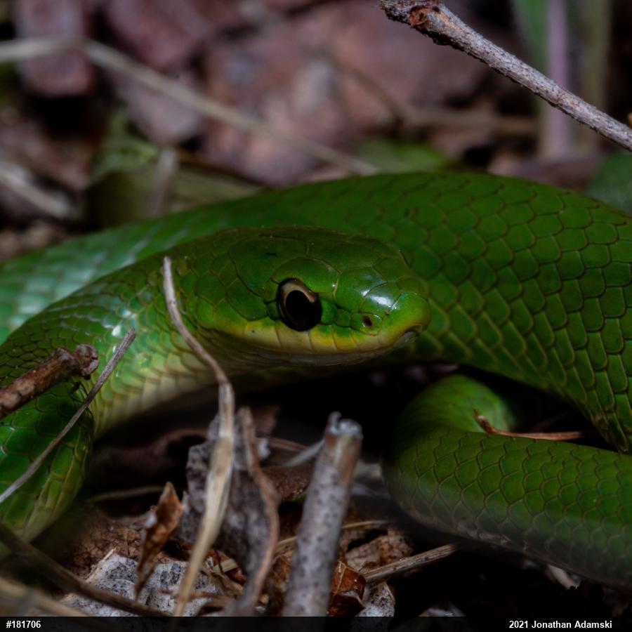 Smooth Greensnake