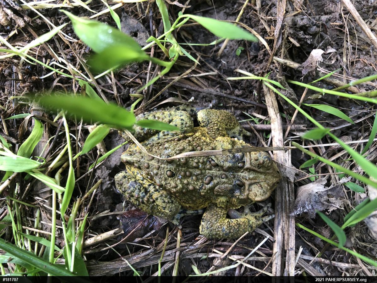 Eastern American Toad