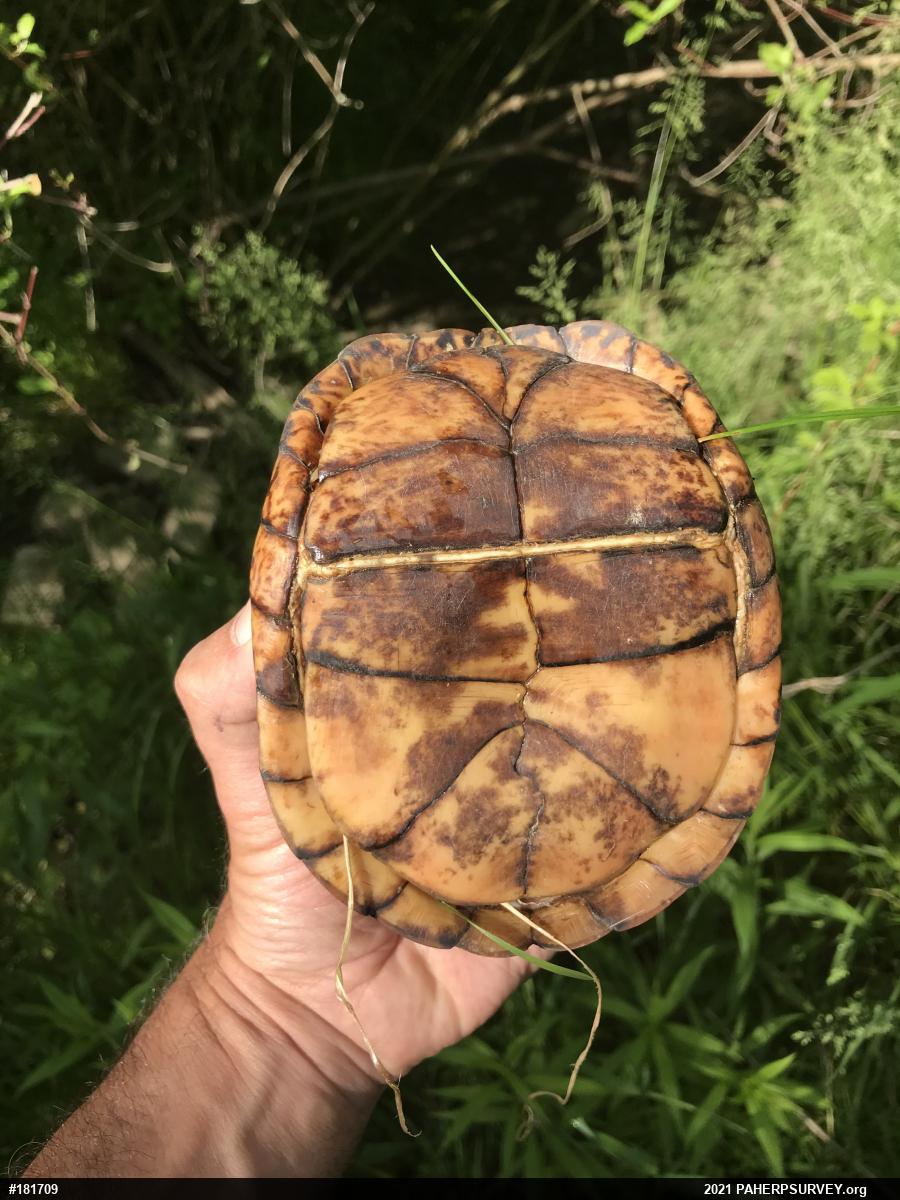 Eastern Box Turtle