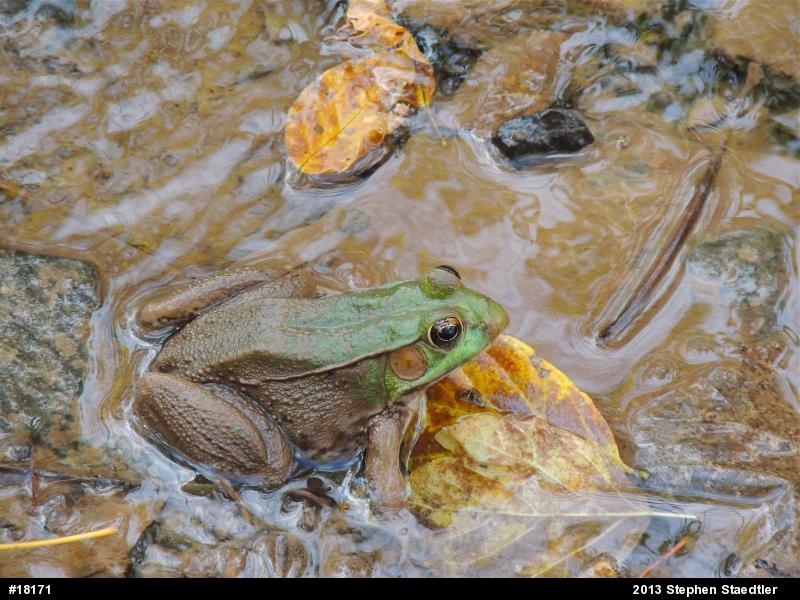 Green Frog