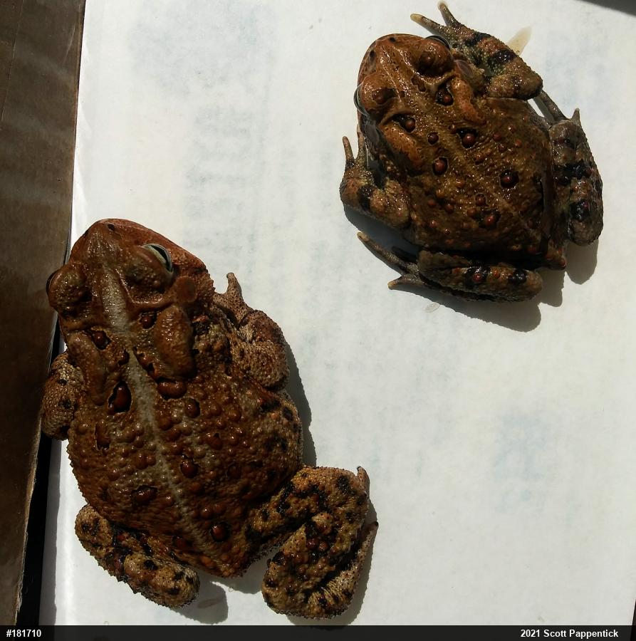 Eastern American Toad