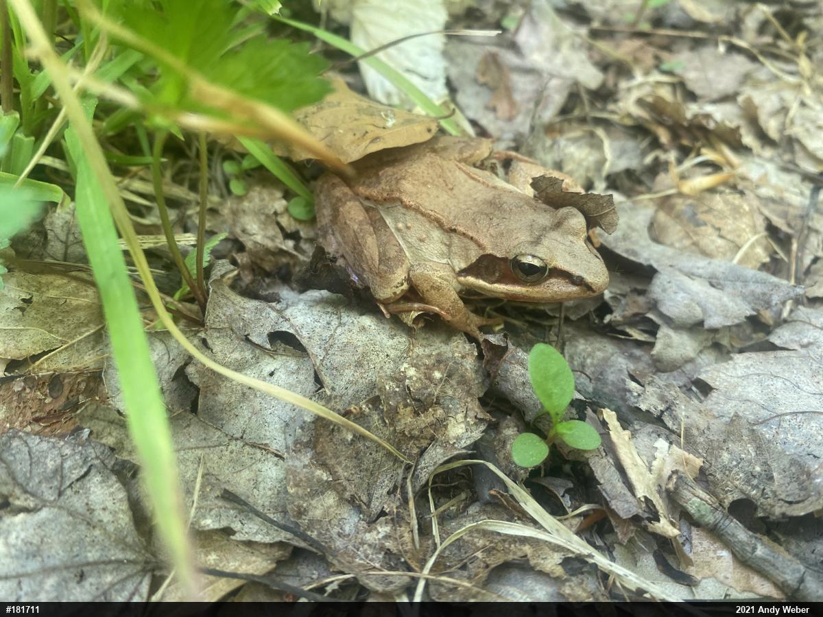 Wood Frog
