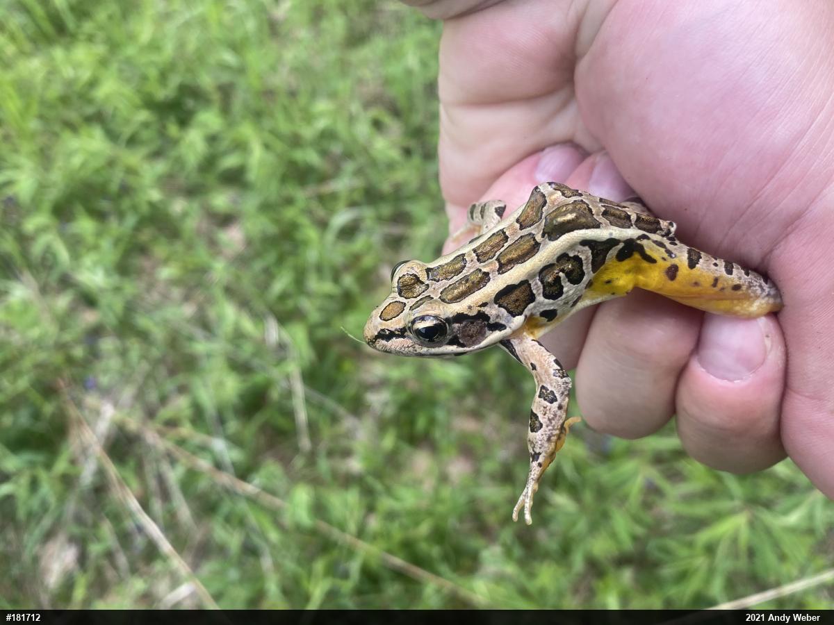 Pickerel Frog