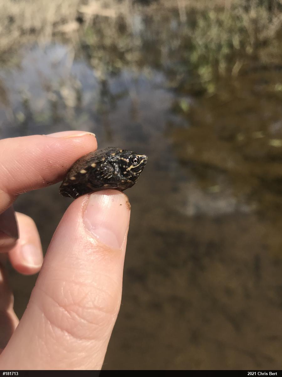 Eastern Musk Turtle